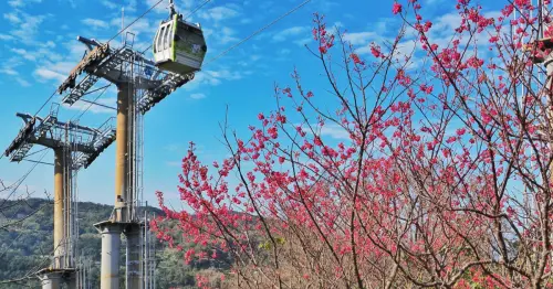 不開車玩台北！5條台北不塞車旅遊提案，森林步道、櫻花搭捷運出發去。