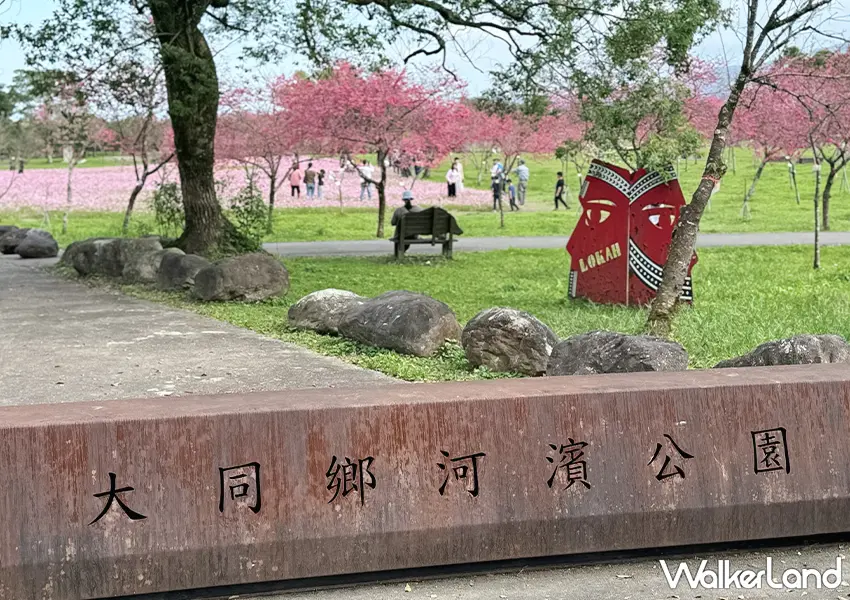 ▲宜蘭櫻花景點推薦！崙埤河濱公園 700株櫻花、波斯菊花海同框，門票免費、周邊有停車位（攝影：蕭芷琳）