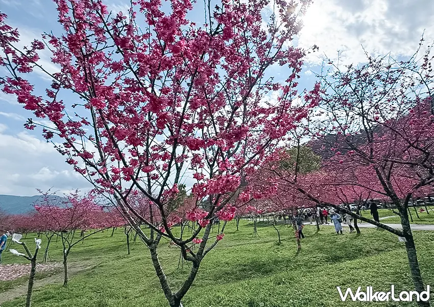 ▲宜蘭櫻花景點推薦！崙埤河濱公園 700株櫻花、波斯菊花海同框，門票免費、周邊有停車位（攝影：蕭芷琳）