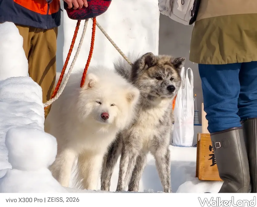 ▲「犬子祭」活動現場可見各種犬隻，並以秋田犬為大宗。（攝影：楊婷雅）