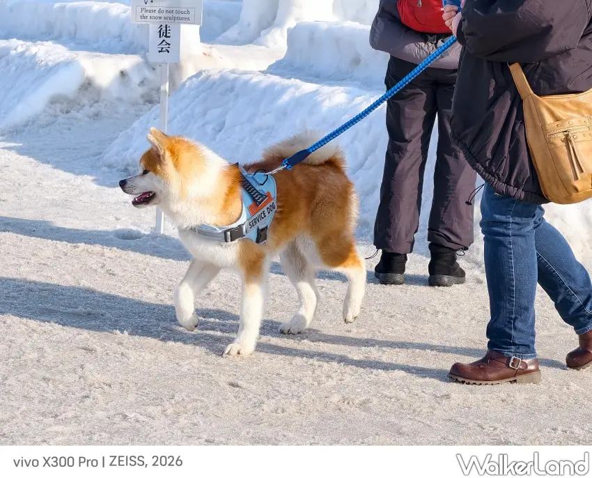 ▲▲「犬子祭」活動現場可見各種犬隻，並以秋田犬為大宗。（攝影：楊婷雅）
