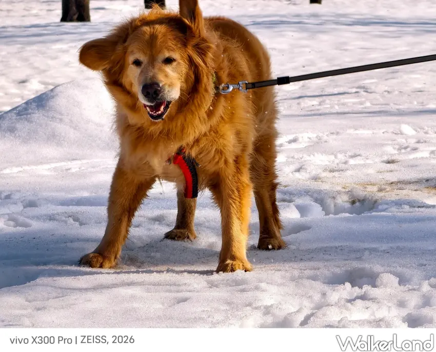 ▲「犬子祭」活動現場精神抖擻的黃金獵犬。（攝影：楊婷雅）