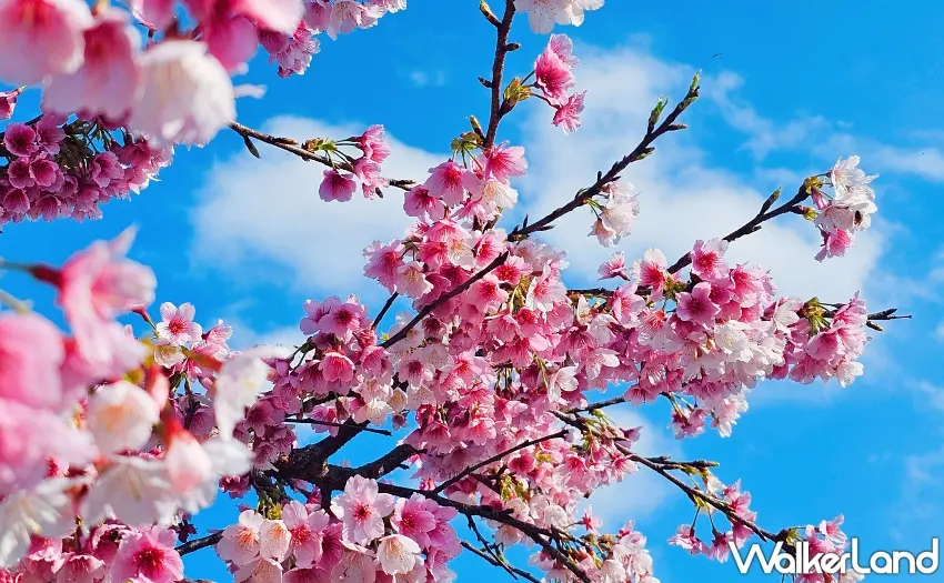 ▲陽光運動公園留下期間限定的櫻花回憶。圖／新北市政府高灘地工程管理處提供；窩客島整理