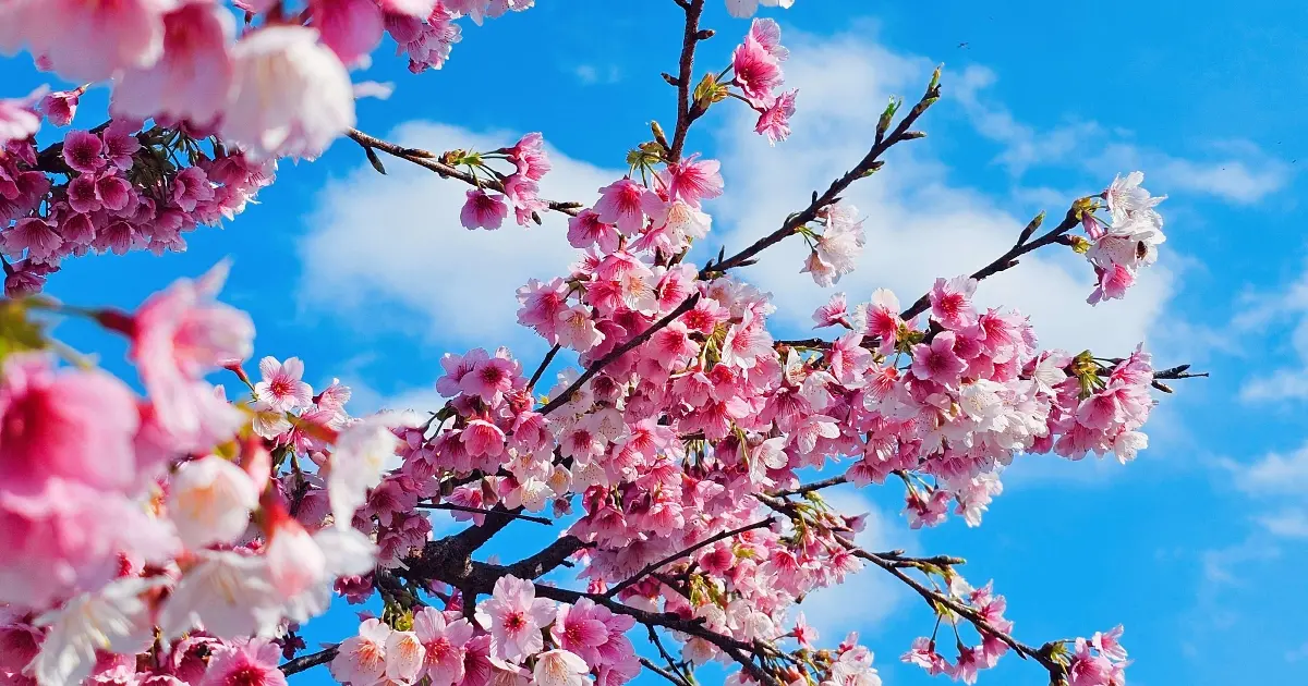 2026新北河濱走春攻略！五大自行車道串聯櫻花粉色隧道與超萌雲朵阿Q。