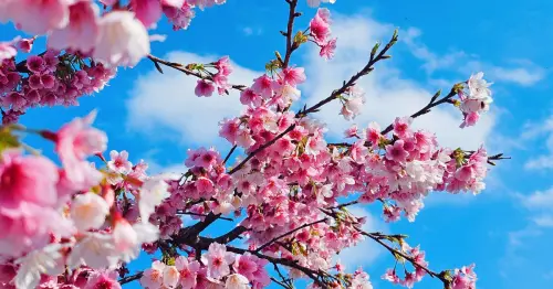 2026新北河濱走春攻略！五大自行車道串聯櫻花粉色隧道與超萌雲朵阿Q。