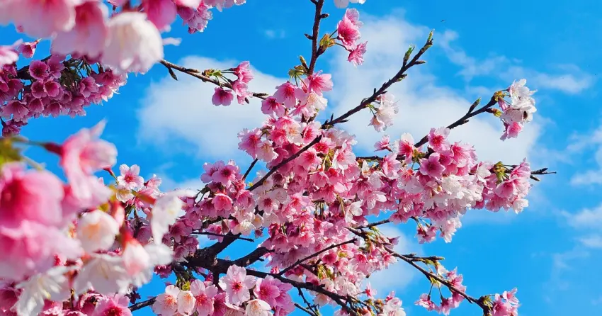 2026新北河濱走春攻略！五大自行車道串聯櫻花粉色隧道與超萌雲朵阿Q。