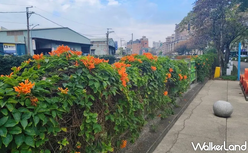 ▲春陽下漫步在鴨母港溝人行道旁，盛開的炮仗花如同熠熠生輝的燦爛焰火。圖／新北市政府水利局提供；窩客島整理