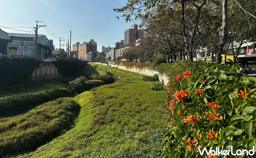 ▲炮仗花如同爆竹炸開，喜氣洋洋。圖／新北市政府水利局提供；窩客島整理