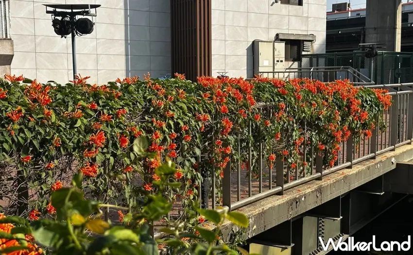 ▲揮別寒冬的暖色調！蘆洲鴨母港溝炮仗花悄悄探頭，靜待春節滿開。圖／新北市政府水利局提供；窩客島整理