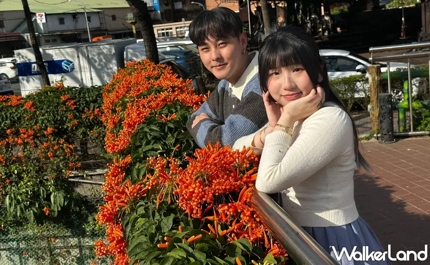 ▲春陽下漫步在鴨母港溝人行道旁，盛開的炮仗花如同熠熠生輝的燦爛焰火。圖／新北市政府水利局提供；窩客島整理