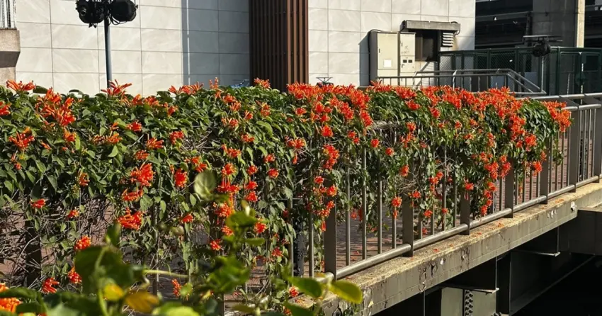 昔日臭水溝華麗轉身！蘆洲鴨母港溝炮仗花海驚艷綻放，春節走春必訪橘紅花瀑秘境。