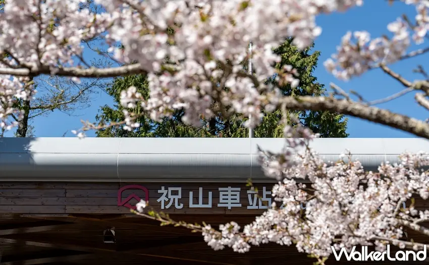 ▲祝山車站櫻花盛開景緻。 圖／林鐵及文資處蔡文淇拍攝提供；窩客島整理