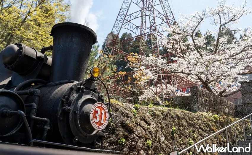 ▲汽火車與櫻花同框的史詩級畫面。 圖／林鐵及文資處蔡文淇拍攝提供；窩客島整理