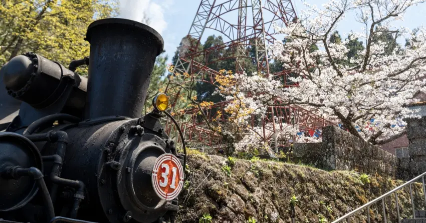 2026阿里山花季必衝！百年31號蒸汽火車回歸，「綻放舞櫻」遊程開賣日期、票價資訊全攻略。