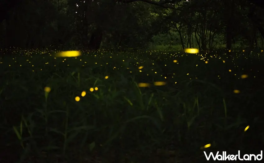 ▲春夜和美山步道閃耀螢光。圖／新北市政府觀光旅遊局提供；窩客島整理