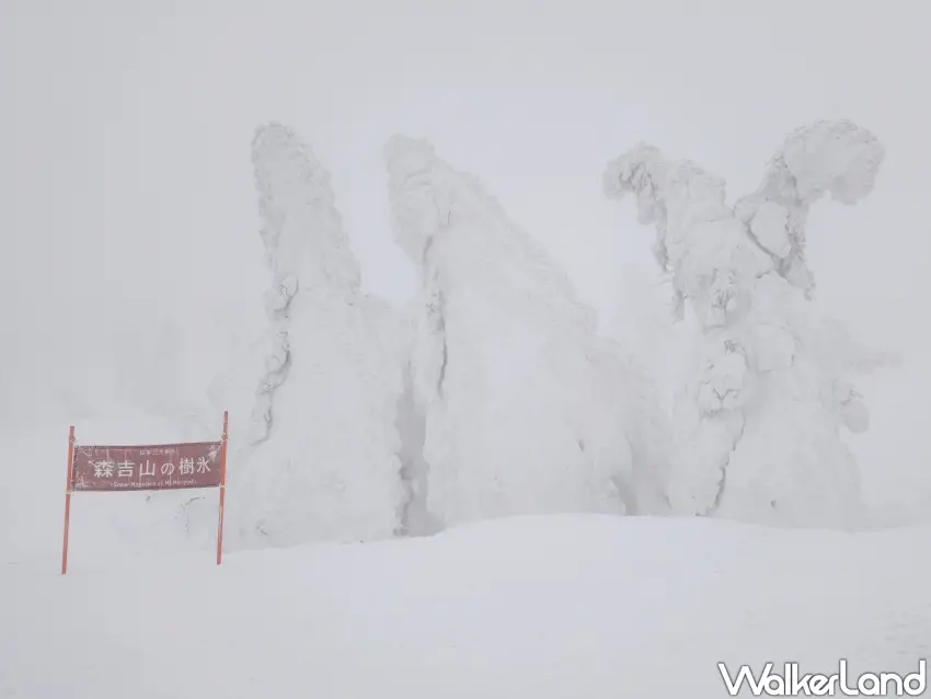 ▲秋田縣「森吉山樹冰」為日本三大樹冰之一。（攝影：楊婷雅）