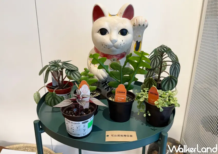 ▲台北貓咪展覽現場販售還多款貓咪周邊、貓咪友善盆栽,228當天更有似貓繪活動。(攝影:鄭亦庭)