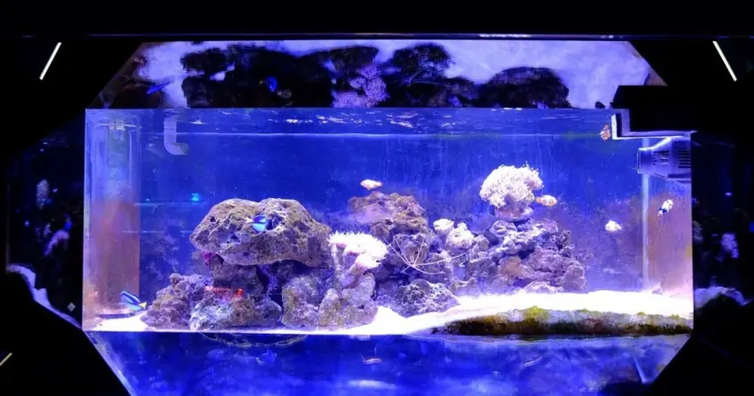 ▲想看水族展示不一定要衝屏東海生館!長治水族館的眾多水缸與魚群景觀就在市區近郊,一日遊動線更順暢。