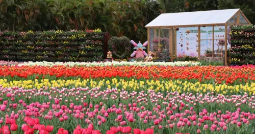 只有11天搭捷運衝！士林官邸鬱金香11萬株花海，5大展區免費拍。