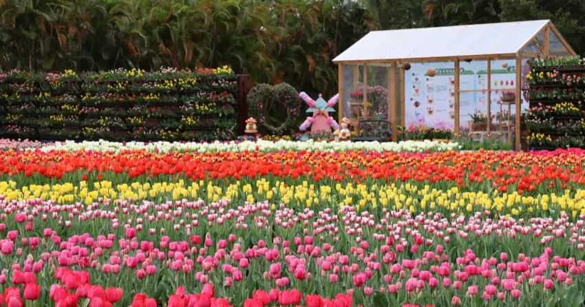 只有11天搭捷運衝！士林官邸鬱金香11萬株花海，5大展區免費拍。