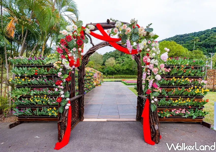 ▲走過充滿儀式感的花藝拱門，揭開士林官邸鬱金香展。