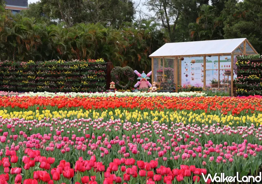▲漫步在士林官邸鬱金香展欣賞壯觀的五彩花毯，展現大地最美的色彩。