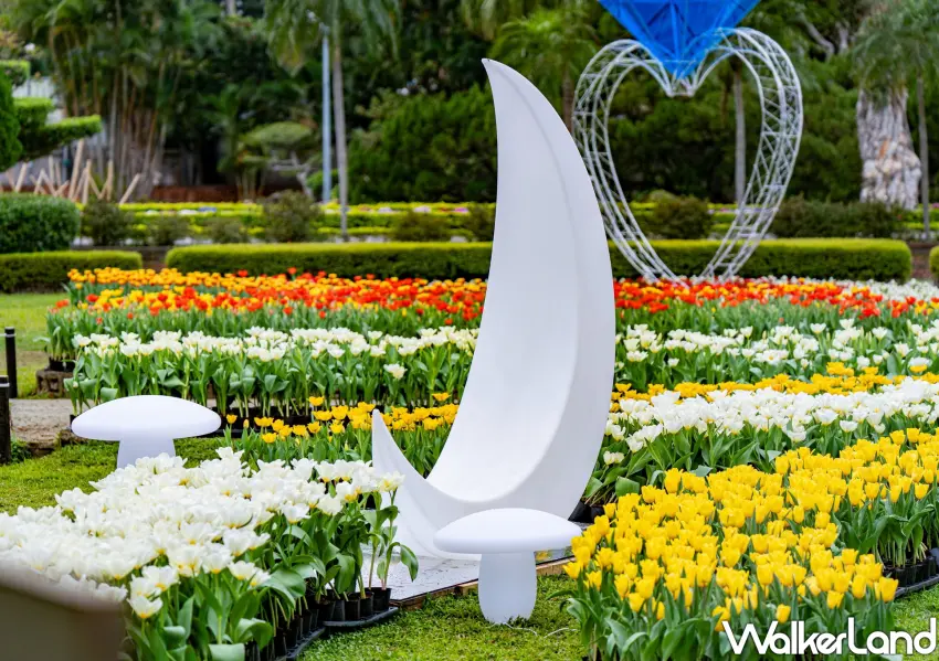 ▲純白月亮裝置斜靠在金黃花海，是士林官邸鬱金香展的浪漫角落，最適合與另一半一起合影。