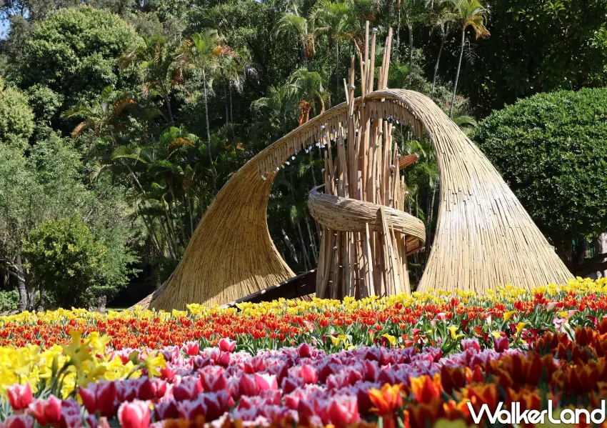 ▲士林官邸鬱金香展巧妙運用竹編藝術與彩色花卉層次交織，豐富了賞花的視覺趣味。