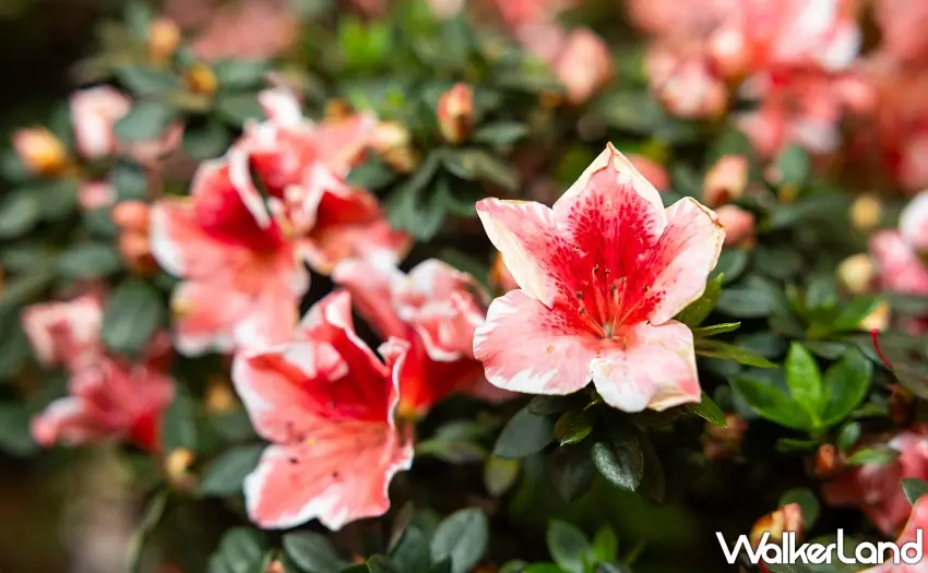 ▲具備台灣原創精神的萬金杜鵑造景成為春季最具話題打卡點。 圖/台北101提供;窩客島整理