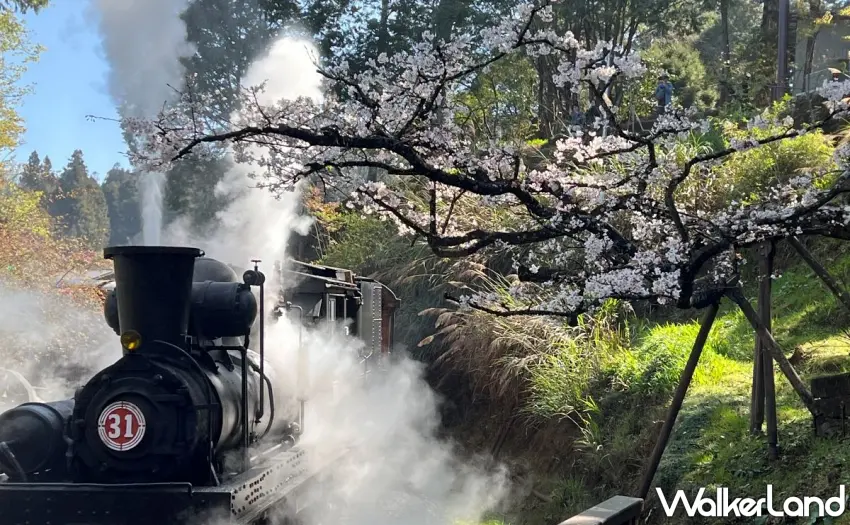 ▲31號蒸汽火車行駛沼平車站櫻花林經典畫面。 圖/阿里山賓館提供;窩客島整理