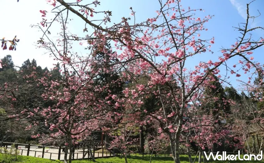 ▲阿里山國家森林遊樂區山櫻花及阿龜櫻陸續綻放,阿里山工作站前阿龜櫻滿開。 圖/阿里山賓館提供;窩客島整理