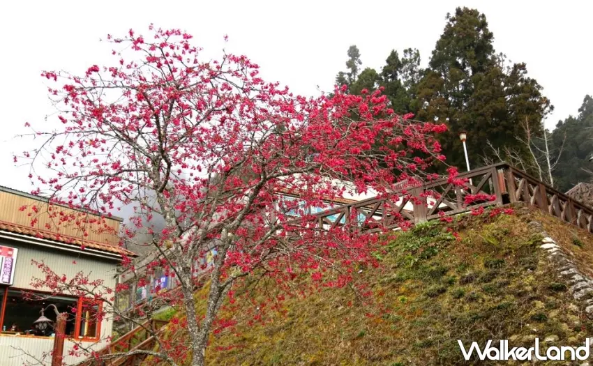▲阿里山遊客中心櫻花盛開。 圖/阿里山賓館提供;窩客島整理