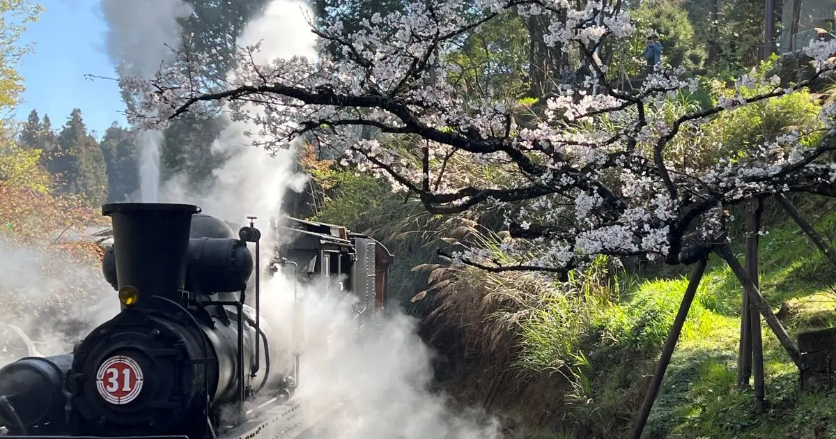 2026阿里山花季攻略！百年蒸汽火車3月10日復駛，入住阿里山賓館全新客房「雲端之森」獨享櫻王櫻后粉紅美景。