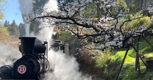 2026阿里山花季攻略！百年蒸汽火車3月10日復駛，入住阿里山賓館全新客房「雲端之森」獨享櫻王櫻后粉紅美景。