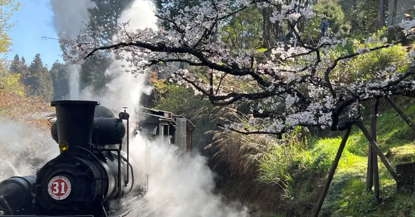 2026阿里山花季攻略！百年蒸汽火車3月10日復駛，入住阿里山賓館全新客房「雲端之森」獨享櫻王櫻后粉紅美景。