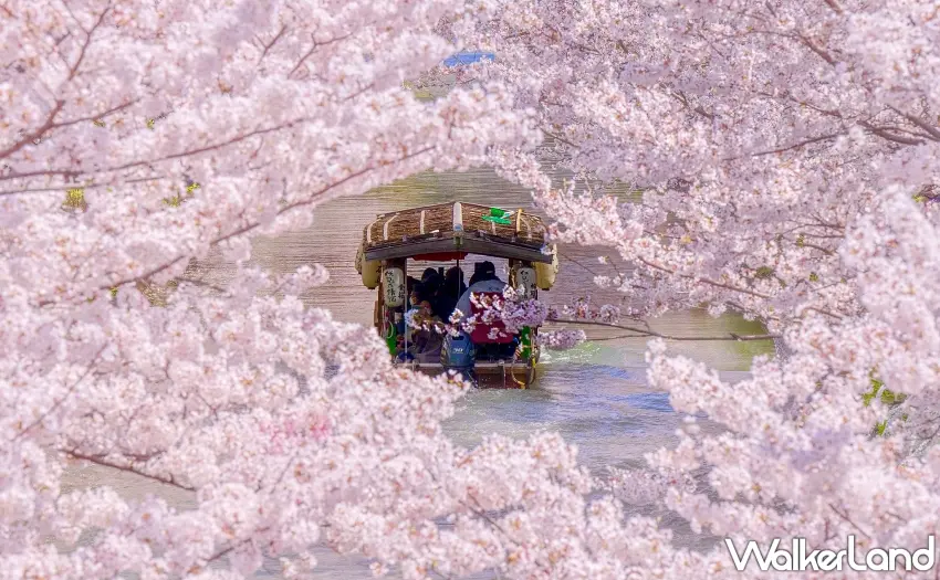 ▲透過Klook優惠輕鬆入手浪漫十足的京都賞櫻一日遊。圖/Klook提供;窩客島整理