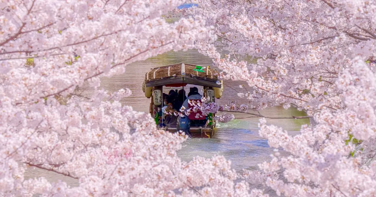 去日本賞櫻刷這張最省！Klook獨家優惠碼現折12%，疊加國泰世華CUBE卡6%回饋無上限。