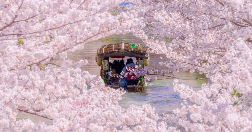 去日本賞櫻刷這張最省！Klook獨家優惠碼現折12%，疊加國泰世華CUBE卡6%回饋無上限。