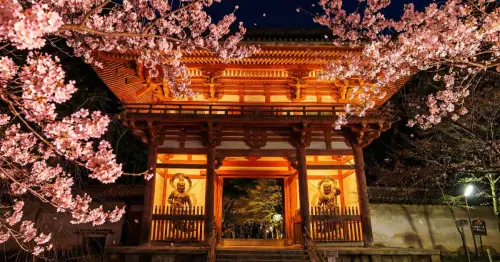 京都賞櫻啟動，世界遺產醍醐寺夜櫻點燈，國寶五重塔+光雕投影只要1800日圓。