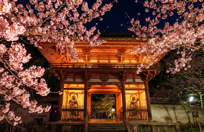 ▲三寶院入口旁更有樹齡180年以上的太閤垂櫻，每年賞櫻時期約為3月下旬到4月上旬。