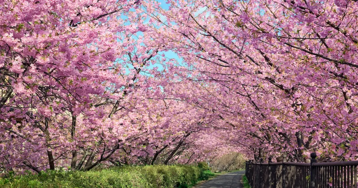 飛日本機票只要99元！2026春季旅展機票飯店99元起、華航一口價3999元，追星必備大巨蛋住宿應援。