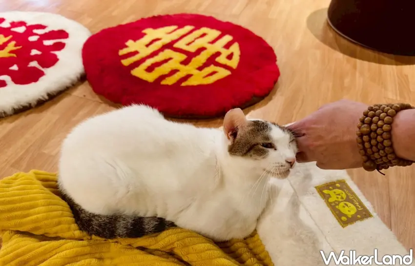 ▲「貓食光」以「貓咪中途」作為核心，對有意認養者而言，提供實際與貓咪互動的機會。（攝影：楊婷雅）