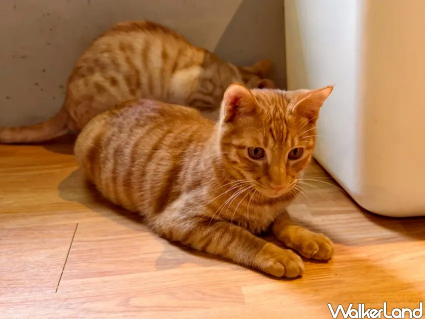 ▲「貓食光」有許多可愛的貓咪等待有緣人給牠一個家。（攝影：楊婷雅）