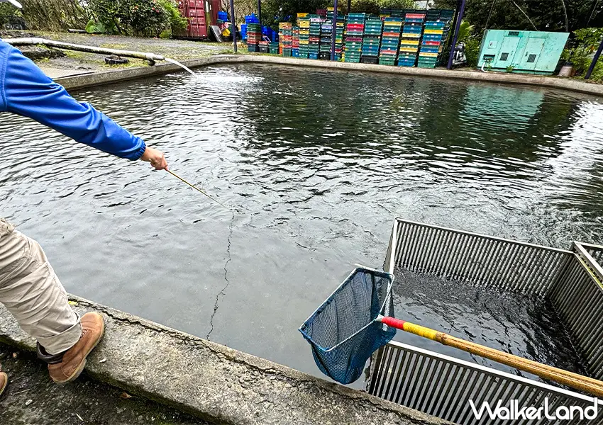 ▲宜蘭海鮮餐廳推薦!牛鬥鱒魚餐廳 釣魚現煮超好玩,炭烤、紅燒鱒魚必吃。