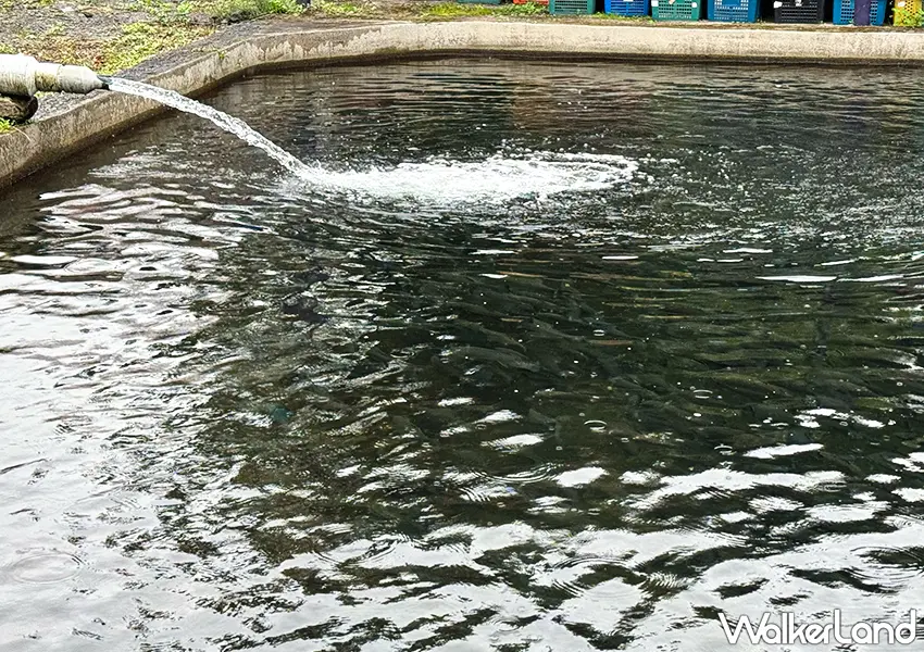 ▲宜蘭海鮮餐廳推薦！牛鬥鱒魚餐廳 釣魚現煮超好玩，炭烤、紅燒鱒魚必吃。