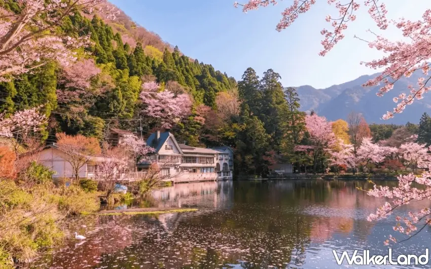 ▲位在宮津市的天橋立一日遊為賞櫻熱門行程，可一覽壯闊海景與粉色花叢。圖／Klook提供；窩客島整理