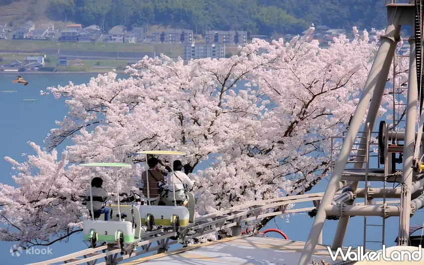 ▲位在宮津市的天橋立一日遊為賞櫻熱門行程，可一覽壯闊海景與粉色花叢。圖／(Klook)提供；窩客島整理