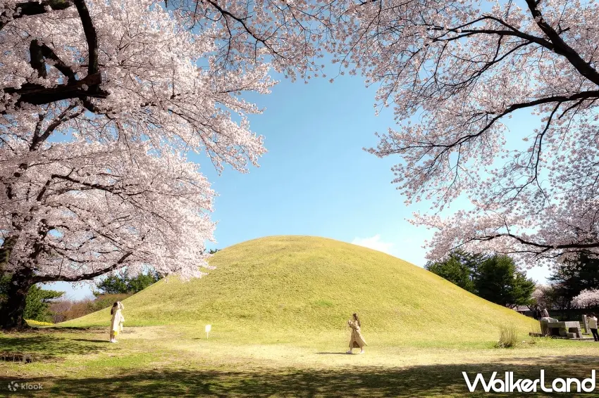 ▲釜山近郊的慶州為韓國著名賞櫻熱點，傳統古蹟與櫻花相映成趣。圖／Klook提供；窩客島整理
