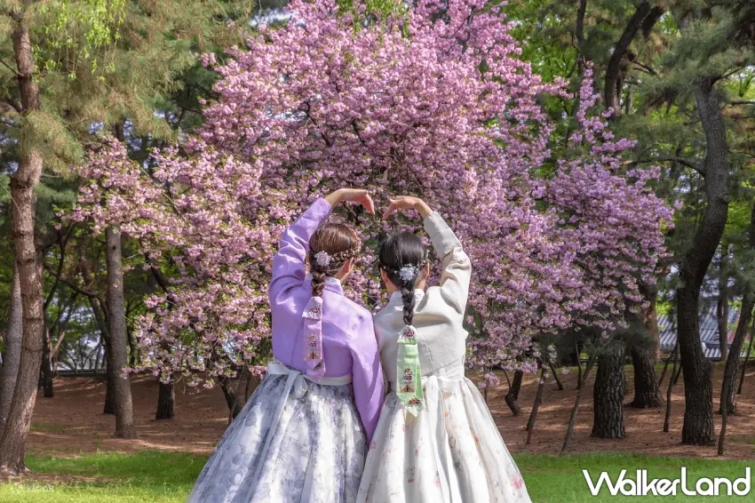 ▲旅客可趁春季穿著韓服於賞櫻時拍下社群美照，打造難忘回憶。圖／Klook提供；窩客島整理
