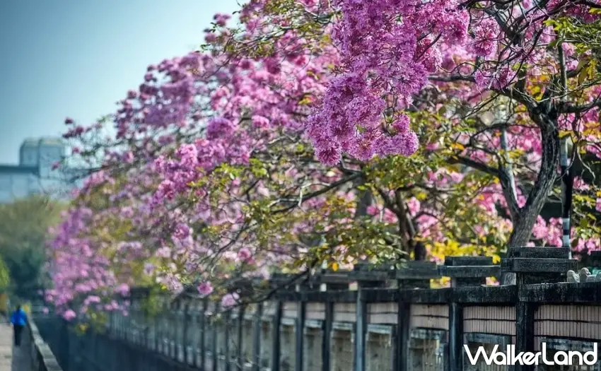 ▲「花開時節的酒香」春季特調系列,以在地元素入酒,為春日旅程增添微醺記憶。圖/嘉義福容voco酒店提供;窩客島整理